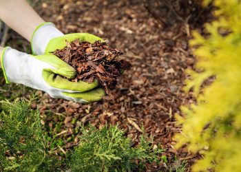 Mulch Matters! How Curb Appeal Can Spark (or Sink) a Sale