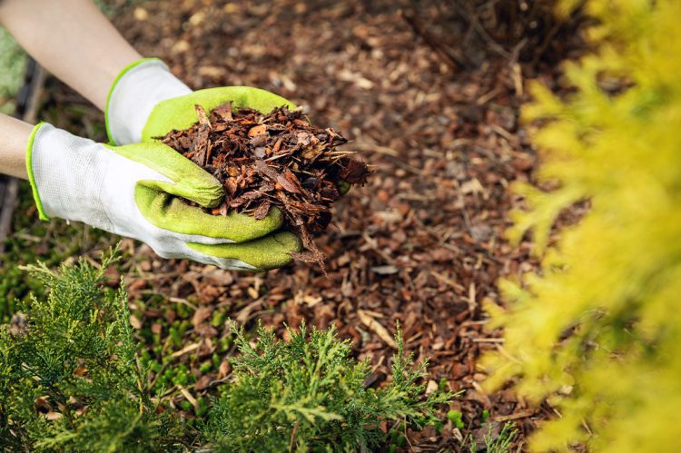 Mulch Matters! How Curb Appeal Can Spark (or Sink) a Sale