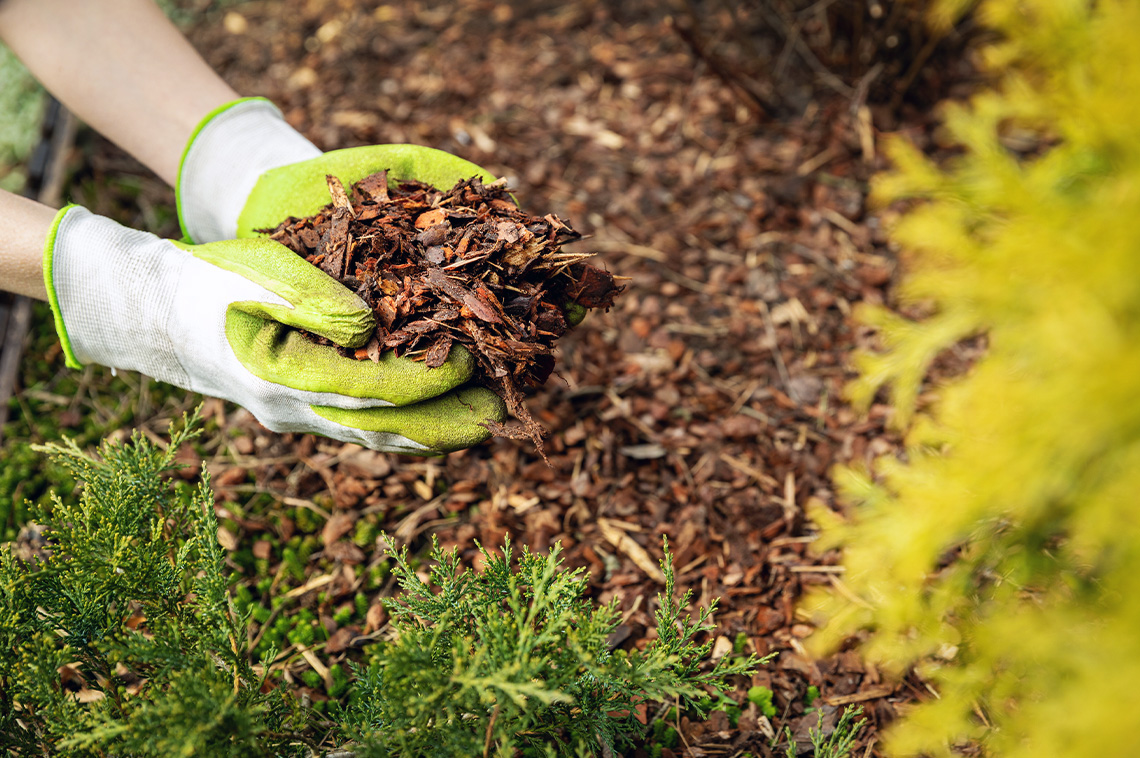 Mulch Matters! How Curb Appeal Can Spark (or Sink) a Sale - Vimarsana News