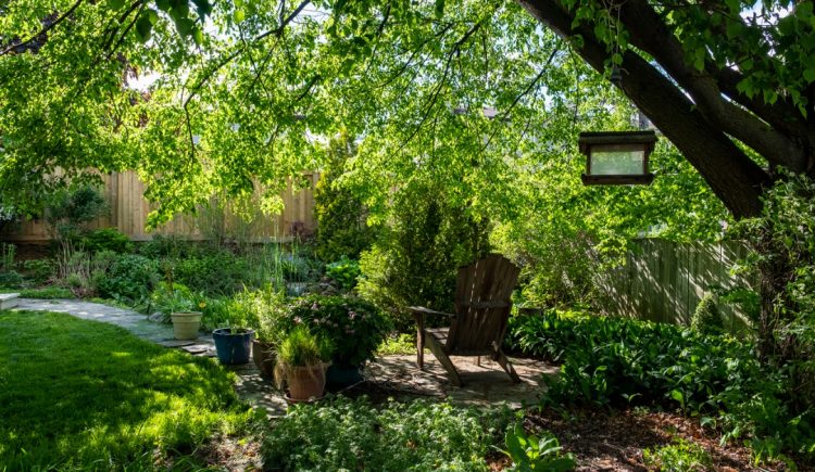 Edible and Aesthetic Options for Your Backyard Oasis