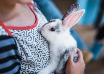 What You Should Know Before Buying a Bunny