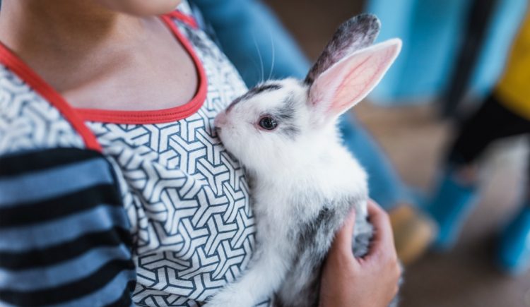 What You Should Know Before Buying a Bunny