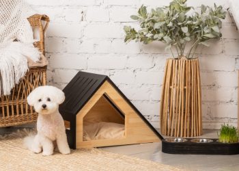 Creating an Aesthetically Pleasing Pet-Friendly Space