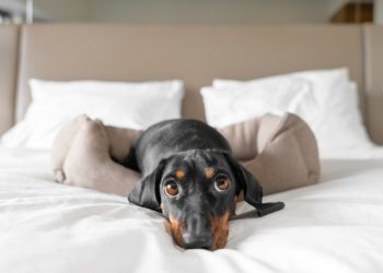 How Your Pet Might Make It Difficult to Sell Your House