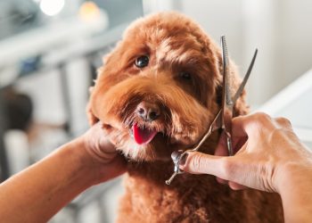 DIY Grooming Hacks for Your Furry Friend