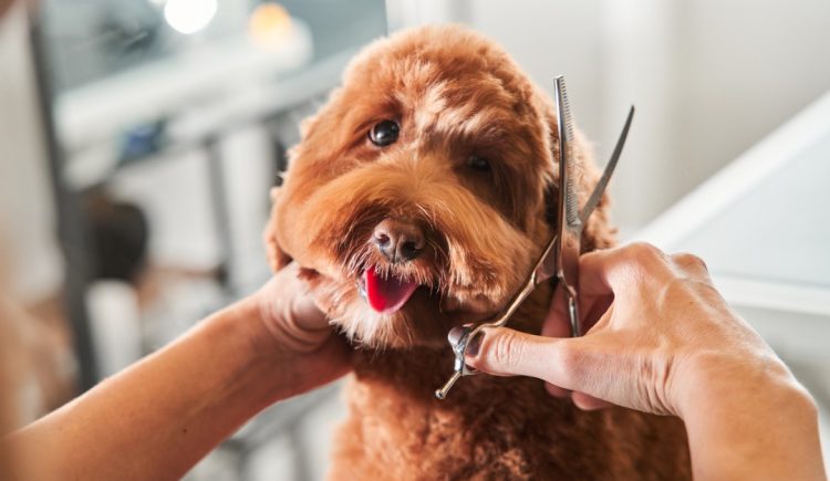 DIY Grooming Hacks for Your Furry Friend
