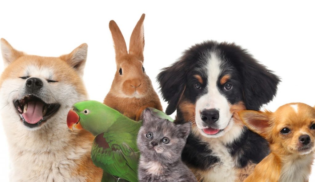 What Kind of Pet Is Right for Your Family? — RISMedia