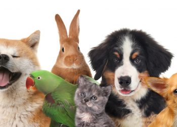 What Kind of Pet Is Right for Your Family?