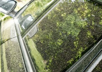 How to Protect Your Car From Pollen in the Spring