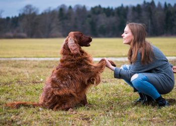 Obedience Training Tips for Dog Owners