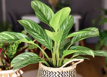 Easy-Care Indoor Plants Beginners (Probably) Can’t Kill