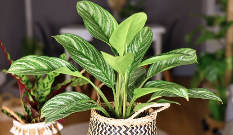 Easy-Care Indoor Plants Beginners (Probably) Can’t Kill