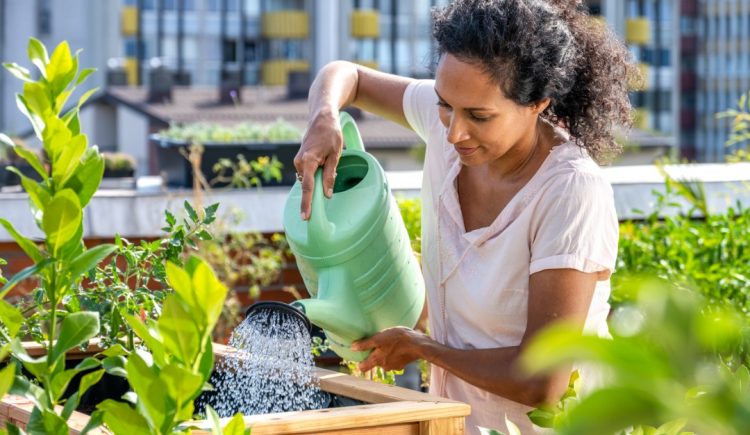 Backyard Homesteading Ideas for Beginners