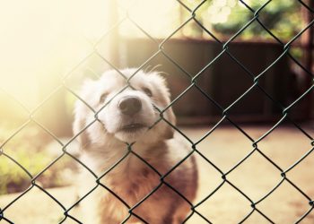 HGAR Donates to SPCA of Westchester