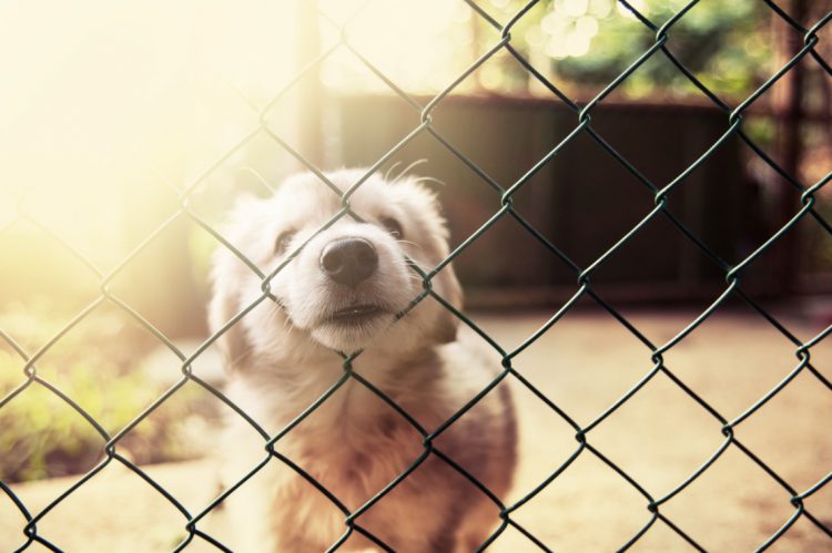 HGAR Donates to SPCA of Westchester