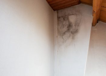 How to Spot Pest Damage in Your Attic
