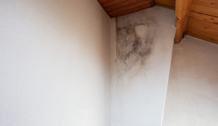 How to Spot Pest Damage in Your Attic