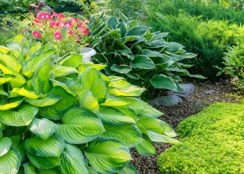 Shade-Loving Plants for Your Garden