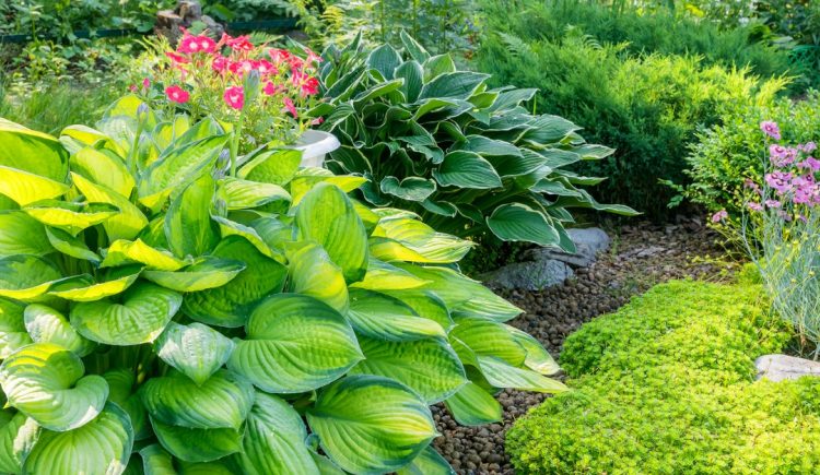 Shade-Loving Plants for Your Garden