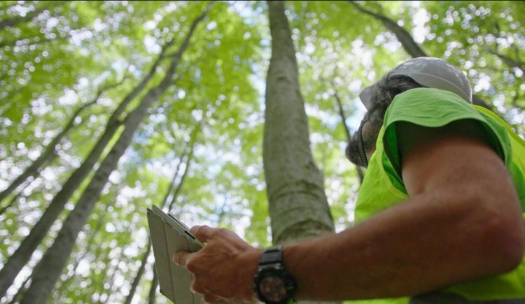 Why You Should Have Trees Inspected Before You List Your House