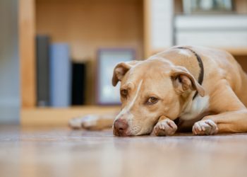 Signs That Your Pet Isn’t Feeling Well