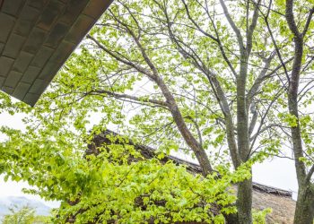 Tree Branches Near Your Roof Can Cause Problems