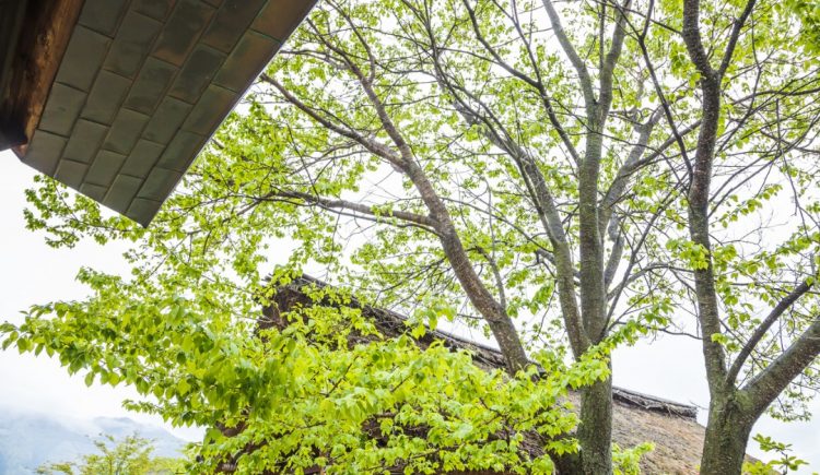 Tree Branches Near Your Roof Can Cause Problems
