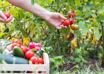 How to Be More Self Sufficient and Reduce Your Living Expenses