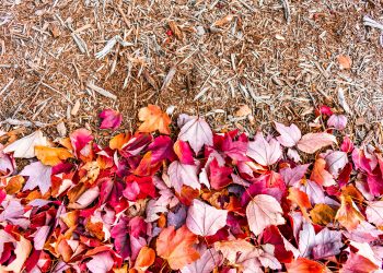 How to Take Advantage of Fall Leaves