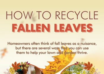 How to Recycle Fallen Leaves