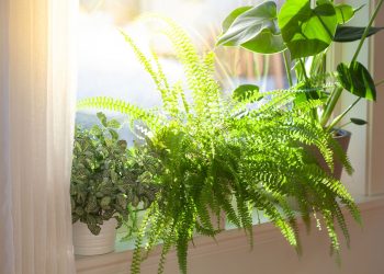 How to Make Sure Your Houseplants are Getting the Right Kind of Light