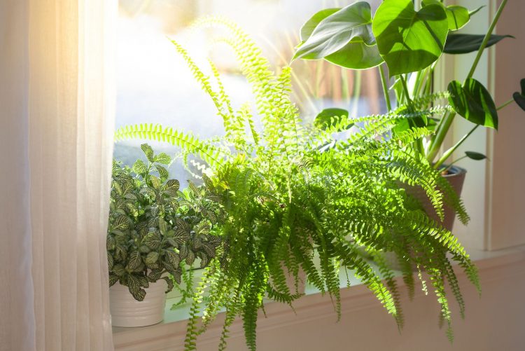 How to Make Sure Your Houseplants are Getting the Right Kind of Light