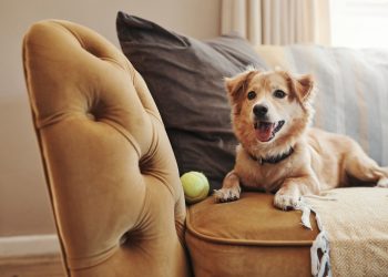 How to Protect Your Furniture From Pet Damage