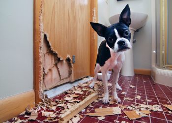 How to Prepare for a Home Sale If You Have a Pet