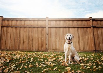 5 Tips to Pet-Proof Your Home