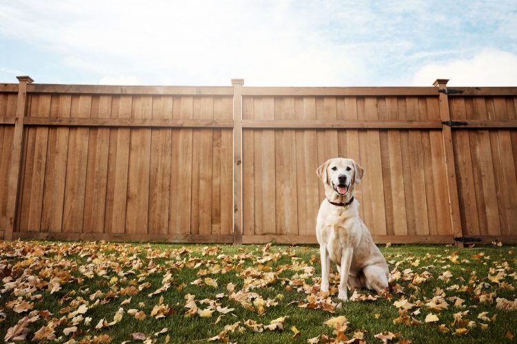 5 Tips to Pet-Proof Your Home