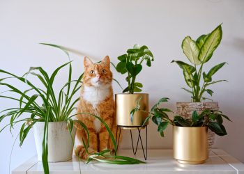 What Types of Houseplants Are Best for Pet Owners?