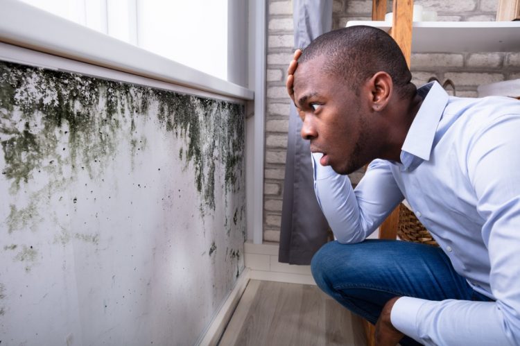 Understanding Mold in Homes: What it is, Common Causes and Why It’s a Concern