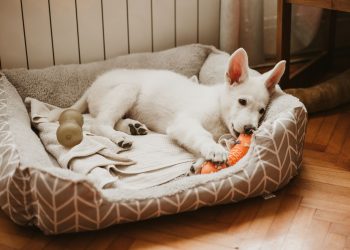 Vital Tips When Bringing a Dog Home