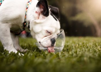 Safety Tips to Keep Your Pet Safe in the Summer Heat
