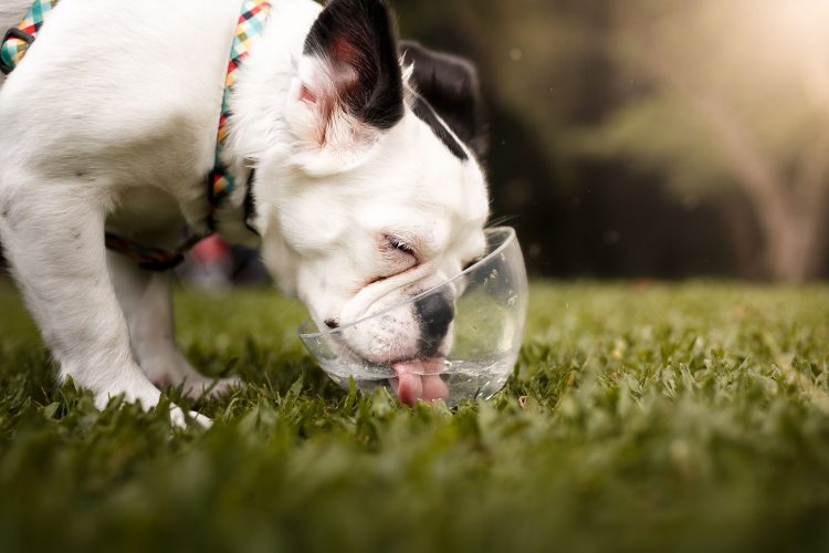 Safety Tips to Keep Your Pet Safe in the Summer Heat