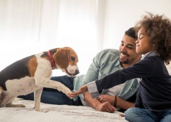 4 Considerations Before Getting a New Pet