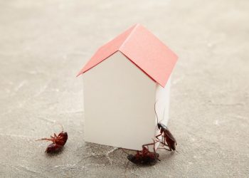 5 Common Pest Control Mistakes to Avoid at the End of Summer