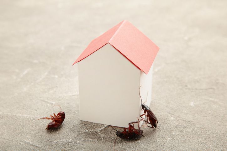 5 Common Pest Control Mistakes to Avoid at the End of Summer
