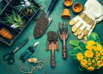 Gardening Tips for Beginners