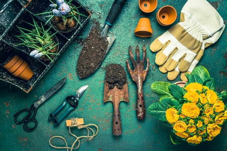 Gardening Tips for Beginners