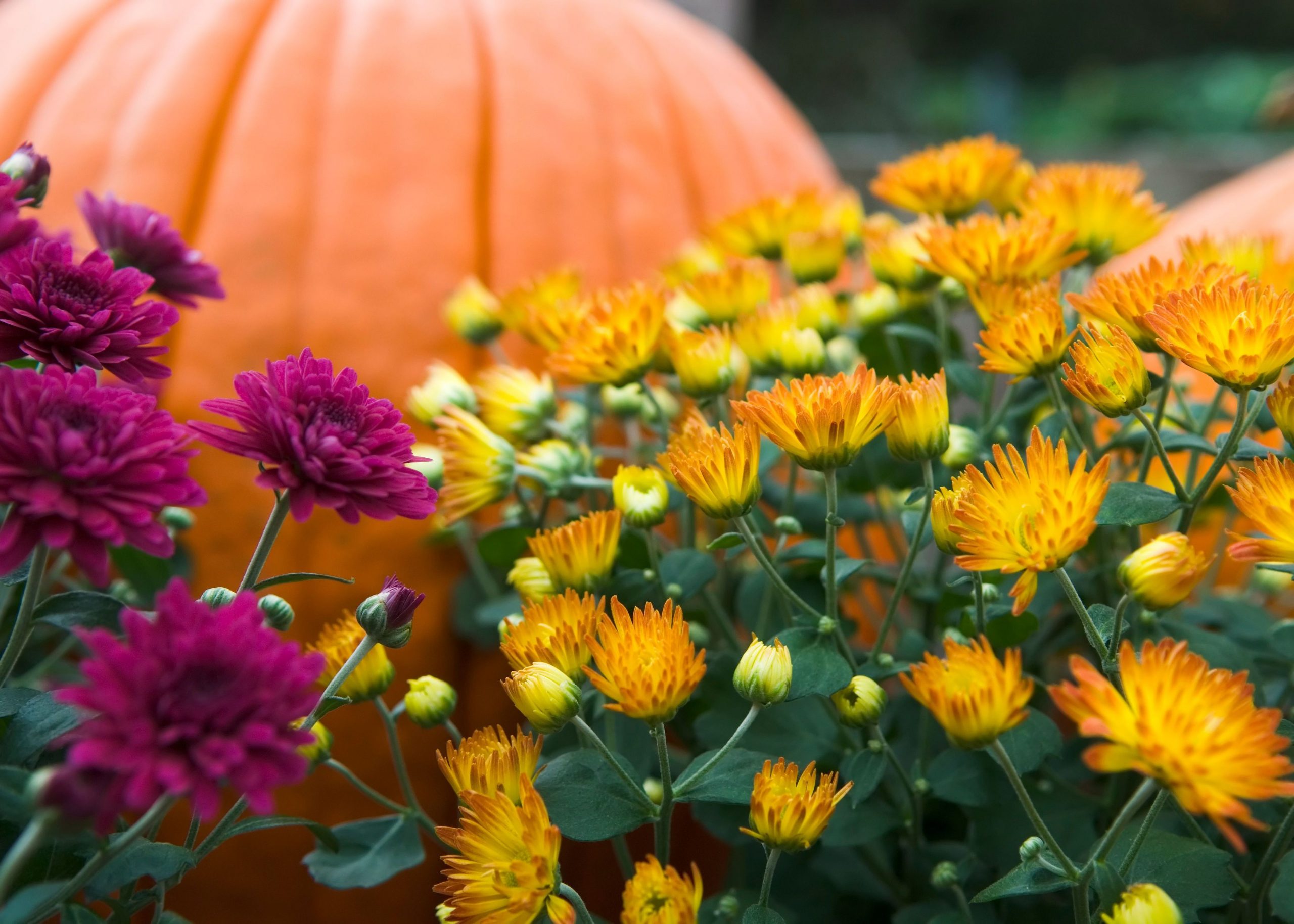 Must-Have Fall Plants for a Vibrant Garden