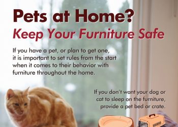 Pets at Home? Keep Your Furniture Safe