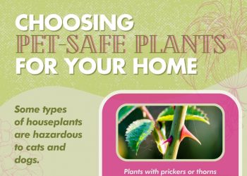 Choosing Pet-Safe Plants for Your Home