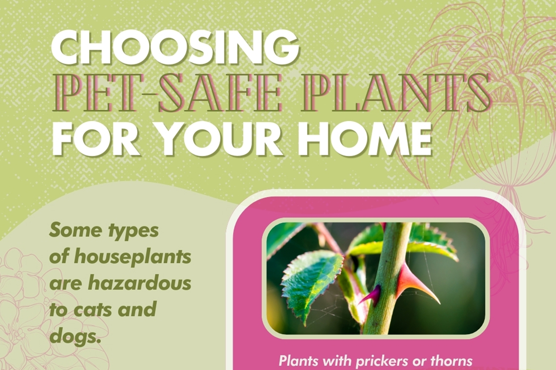 Choosing PetSafe Plants for Your Home — RISMedia